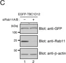 Fig.2.C showing Western Blotting from the publication: TBC1D12 is a novel Rab11-binding protein that modulates neurite outgrowth of PC12 cells.
