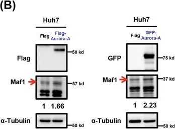 Fig.3.B showing Western Blotting from the publication: Aurora-A-mediated cytosolic localization of Maf1 promotes cell proliferation via regulating mitochondrial function in HCC.