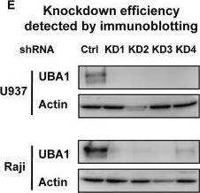 Fig.3.E showing Western Blotting in a Homo sapiens (Human) sample from the publication: Early activation of inflammatory pathways in UBA1-mutated hematopoietic stem and progenitor cells in VEXAS.