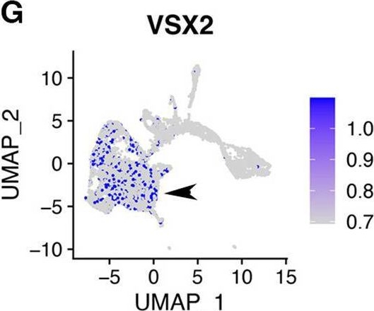 Fig.5.G showing Flow cytometry/Cell sorting in a Homo sapiens (Human) sample from the publication: Self-formation of concentric zones of telencephalic and ocular tissues and directional retinal ganglion cell axons.