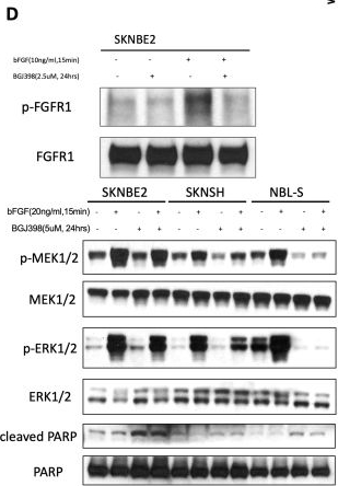 Fig.8.D showing Western Blotting in a Homo sapiens (Human) sample from the publication: Fibroblast growth factor receptor alterations and resistance mechanisms in the treatment of pediatric solid tumors.