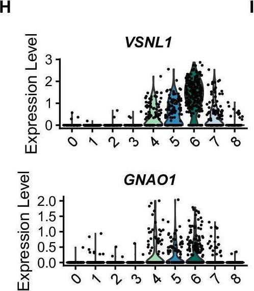 Fig.3.H showing Flow cytometry/Cell sorting from the publication: A single cell transcriptional roadmap of human pacemaker cell differentiation.