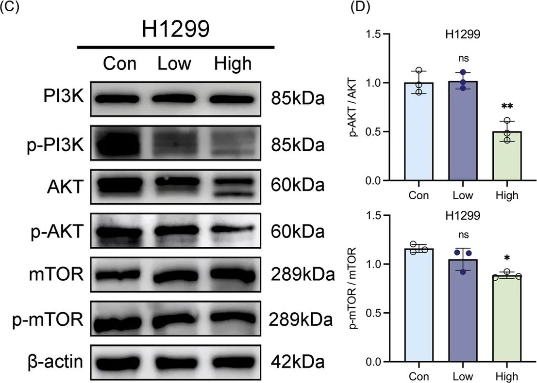 Fig.7.C showing Western Blotting in a Homo sapiens (Human) sample from the publication: 18β-glycyrrhetinic acid inhibits lung adenocarcinoma progression by targeting the MET/AKT signaling axis.