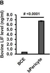 Fig.6.B showing Enzyme-linked immunosorbent assay from the publication: LIF, a mitogen for choroidal endothelial cells, protects the choriocapillaris: implications for prevention of geographic atrophy.