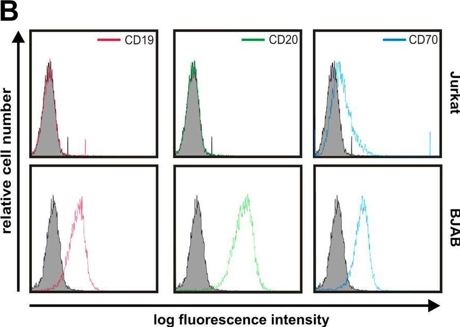 Fig.5.B showing Flow cytometry/Cell sorting in a Homo sapiens (Human) sample from the publication: TNFRSF receptor-specific antibody fusion proteins with targeting controlled FcγR-independent agonistic activity.