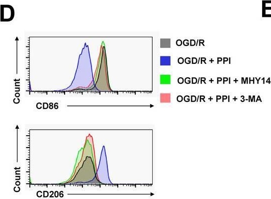 Fig.6.D showing Flow cytometry/Cell sorting in a Mus musculus (House mouse) sample from the publication: Polyphyllin I alleviates neuroinflammation after cerebral ischemia-reperfusion injury via facilitating autophagy-mediated M2 microglial polarization.