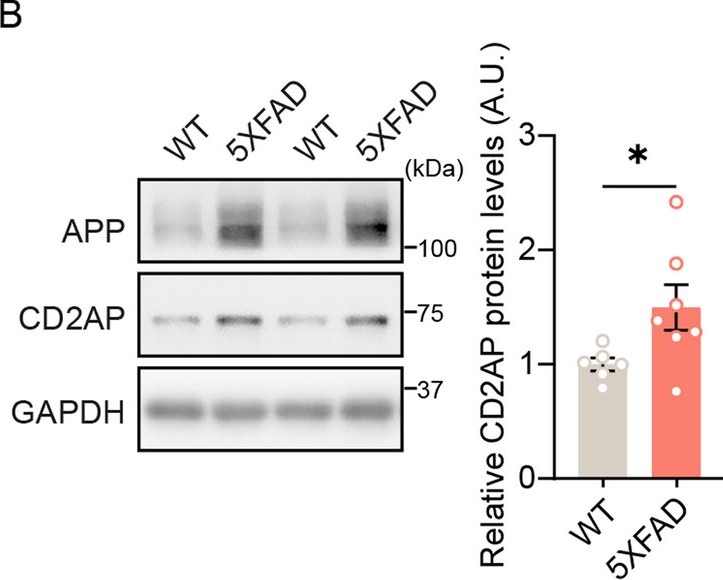 Fig.1.B showing Western Blotting in a Mus musculus (House mouse) sample from the publication: Microglial CD2AP deficiency exerts protection in an Alzheimer's disease model of amyloidosis.