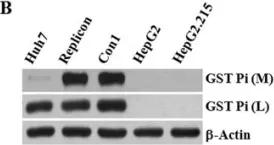 Fig.3.B showing Western Blotting from the publication: Activation of hepatic stellate cells by the ubiquitin C-terminal hydrolase 1 protein secreted from hepatitis C virus-infected hepatocytes.