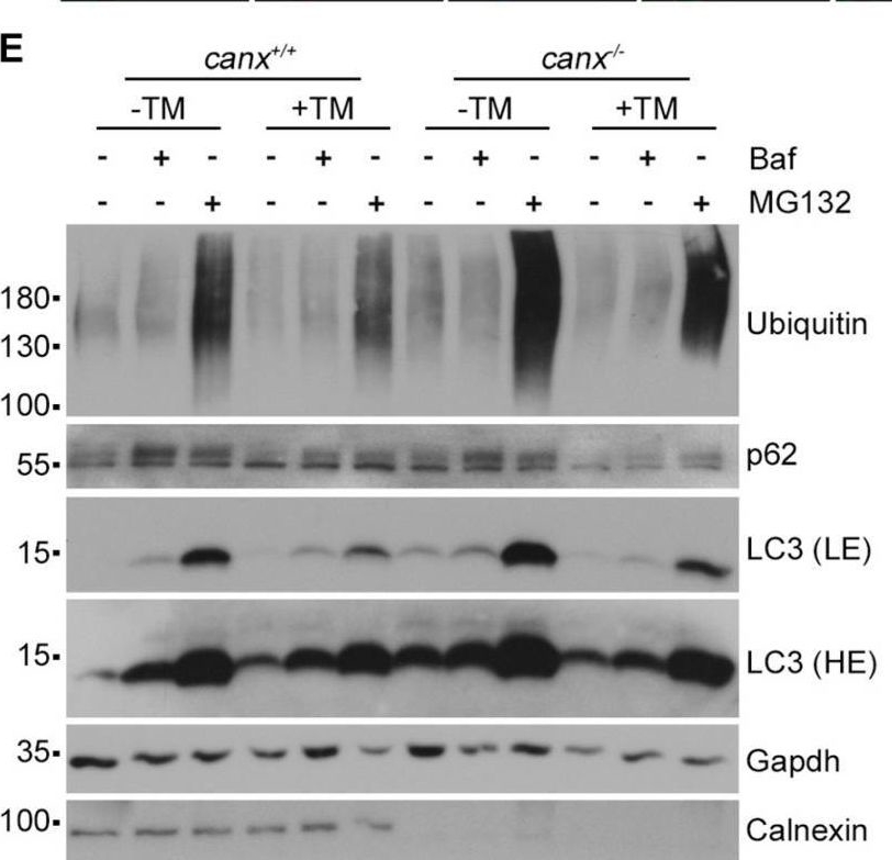 An Essential Role for Calnexin in ER-Phagy and the Unfolded Protein Response.