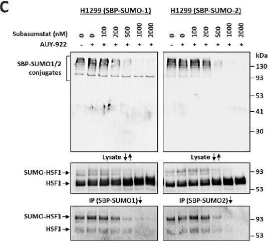 Fig.3.C showing Western Blotting in a Homo sapiens (Human) sample from the publication: SUMOylation is not a prerequisite for HSF1's role in stress protection and transactivation.