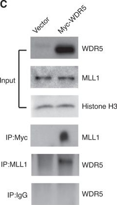 Fig.4.C showing Western Blotting in a Rattus norvegicus (Rat) sample from the publication: MLL1 inhibits the neurogenic potential of SCAPs by interacting with WDR5 and repressing HES1.