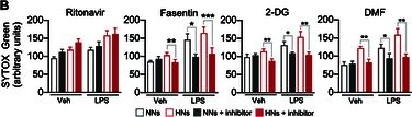 Fig.3.B from the publication: Diabetes Primes Neutrophils for Neutrophil Extracellular Trap Formation through Trained Immunity.