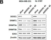 Fig.7.B showing Western Blotting in a Homo sapiens (Human) sample from the publication: DOCK1 Regulates Growth and Motility through the RRP1B-Claudin-1 Pathway in Claudin-Low Breast Cancer Cells.