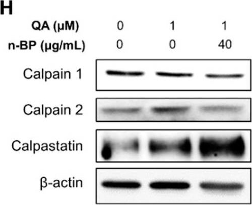 Fig.3.H showing Western Blotting in a Homo sapiens (Human) sample from the publication: Anti-Excitotoxic Effects of N-Butylidenephthalide Revealed by Chemically Insulted Purkinje Progenitor Cells Derived from SCA3 iPSCs.