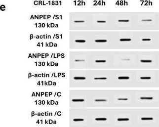 Fig.4.E showing Western Blotting from the publication: Pathogen-Specific Regulation of Renin-Angiotensin System Genes in Epithelial Cells: A Comparative Study of SARS-CoV-2 Spike Protein N-Terminal Domain Fragment and Bacterial Lipopolysaccharide.