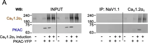 Fig.2.A showing Western Blotting in a Homo sapiens (Human) sample from the publication: Tripartite interactions of PKA catalytic subunit and C-terminal domains of cardiac Ca2+ channel may modulate its β-adrenergic regulation.