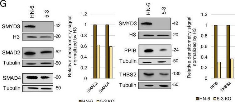 Fig.4.G showing Western Blotting from the publication: SMYD3 drives cell cycle and epithelial-mesenchymal transition pathways through dual gene transcriptional repression and activation in HPV-negative head and neck cancer.