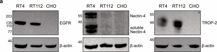 Fig.3.A showing Western Blotting in a Homo sapiens (Human) sample from the publication: Exploring EGFR, Nectin-4, and TROP-2 as Therapeutic Targets for Bladder Cancer Photoimmunotherapy.