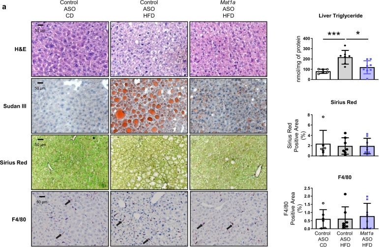 Fig.3.A showing Immunohistochemistry in a Mus musculus (House mouse) sample from the publication: Methionine adenosyltransferase 1a antisense oligonucleotides activate the liver-brown adipose tissue axis preventing obesity and associated hepatosteatosis.