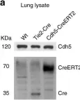Fig.7.A showing Western Blotting from the publication: iSuRe-Cre is a genetic tool to reliably induce and report Cre-dependent genetic modifications.