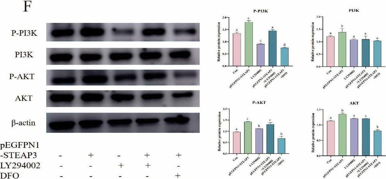 Fig.6.F showing Western Blotting from the publication: The Six-Transmembrane Epithelial Antigen of the Prostate (STEAP) 3 Regulates the Myogenic Differentiation of Yunan Black Pig Muscle Satellite Cells (MuSCs) In Vitro via Iron Homeostasis and the PI3K/AKT Pathway.