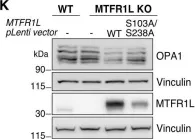 Fig.4.K showing Western Blotting from the publication: AMPK-dependent phosphorylation of MTFR1L regulates mitochondrial morphology.