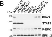 Fig.1.B showing Western Blotting in a Homo sapiens (Human) sample from the publication: STAT3 sustains tumorigenicity following mutant KRAS ablation.