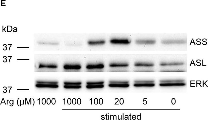 Fig.1.E showing Western Blotting in a Homo sapiens (Human) sample from the publication: Reconstitution of T Cell Proliferation under Arginine Limitation: Activated Human T Cells Take Up Citrulline via L-Type Amino Acid Transporter 1 and Use It to Regenerate Arginine after Induction of Argininosuccinate Synthase Expression.