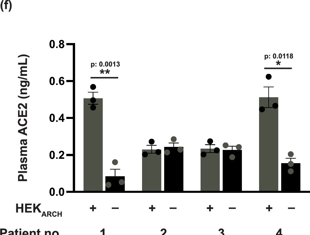 Fig.7.F showing Enzyme-linked immunosorbent assay from the publication: A synthetic angiotensin II/ACE2-based hormone shunt controlling experimental hypertension.