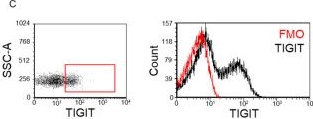 Fig.4.C showing Flow cytometry/Cell sorting from the publication: Differential Immune Checkpoint Expression in CD4+ and CD4- NKT Cell Populations During Healthy Pregnancy.