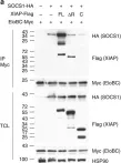 Fig.4.A showing Western Blotting in a Homo sapiens (Human) sample from the publication: IL-6 receptor blockade corrects defects of XIAP-deficient regulatory T cells.