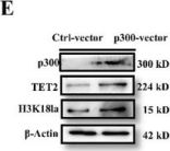 aオーダーページ p300 (D8Z4E) Rabbit Monoclonal Antibody | Cell Signaling Technology