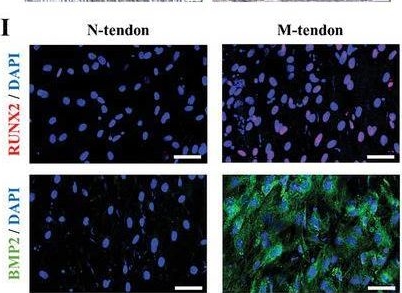 Fig.3.I showing Immunocytochemistry-immunofluorescence in a Mus musculus (House mouse) sample from the publication: Biomimetic Intrafibrillar Mineralization of Native Tendon for Soft-Hard Interface Integration by Infiltration of Amorphous Calcium Phosphate Precursors.