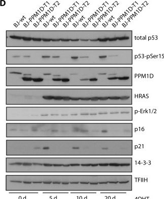 Fig.5.D showing Western Blotting in a Mus musculus (House mouse) sample from the publication: PPM1D activity promotes cellular transformation by preventing senescence and cell death.