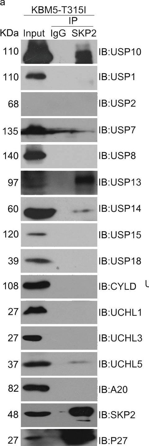 Fig.2.A showing Western Blotting from the publication: USP10 modulates the SKP2/Bcr-Abl axis via stabilizing SKP2 in chronic myeloid leukemia.