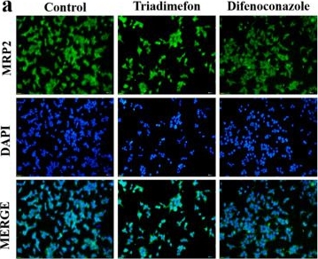 Fig.4.A showing Immunocytochemistry-immunofluorescence in a Homo sapiens (Human) sample from the publication: Specific Hepatorenal Toxicity and Cross-Species Susceptibility of Eight Representative Pesticides.