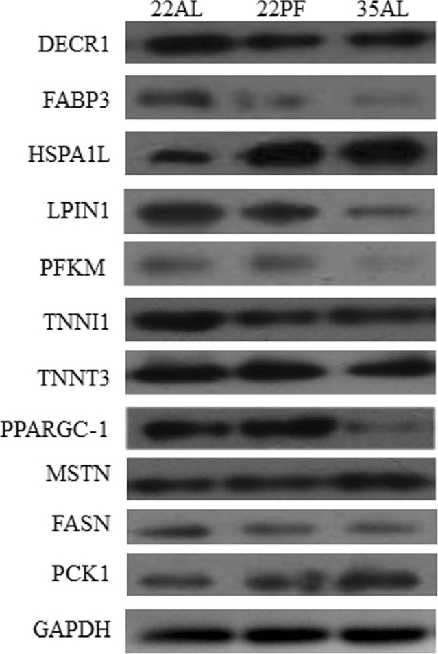 Fig.3.A showing Western Blotting in a Sus scrofa domesticus (Domestic pig) sample from the publication: Mechanism of continuous high temperature affecting growth performance, meat quality, and muscle biochemical properties of finishing pigs.