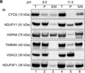 Fig.1.B showing Western Blotting from the publication: Applying Sodium Carbonate Extraction Mass Spectrometry to Investigate Defects in the Mitochondrial Respiratory Chain.