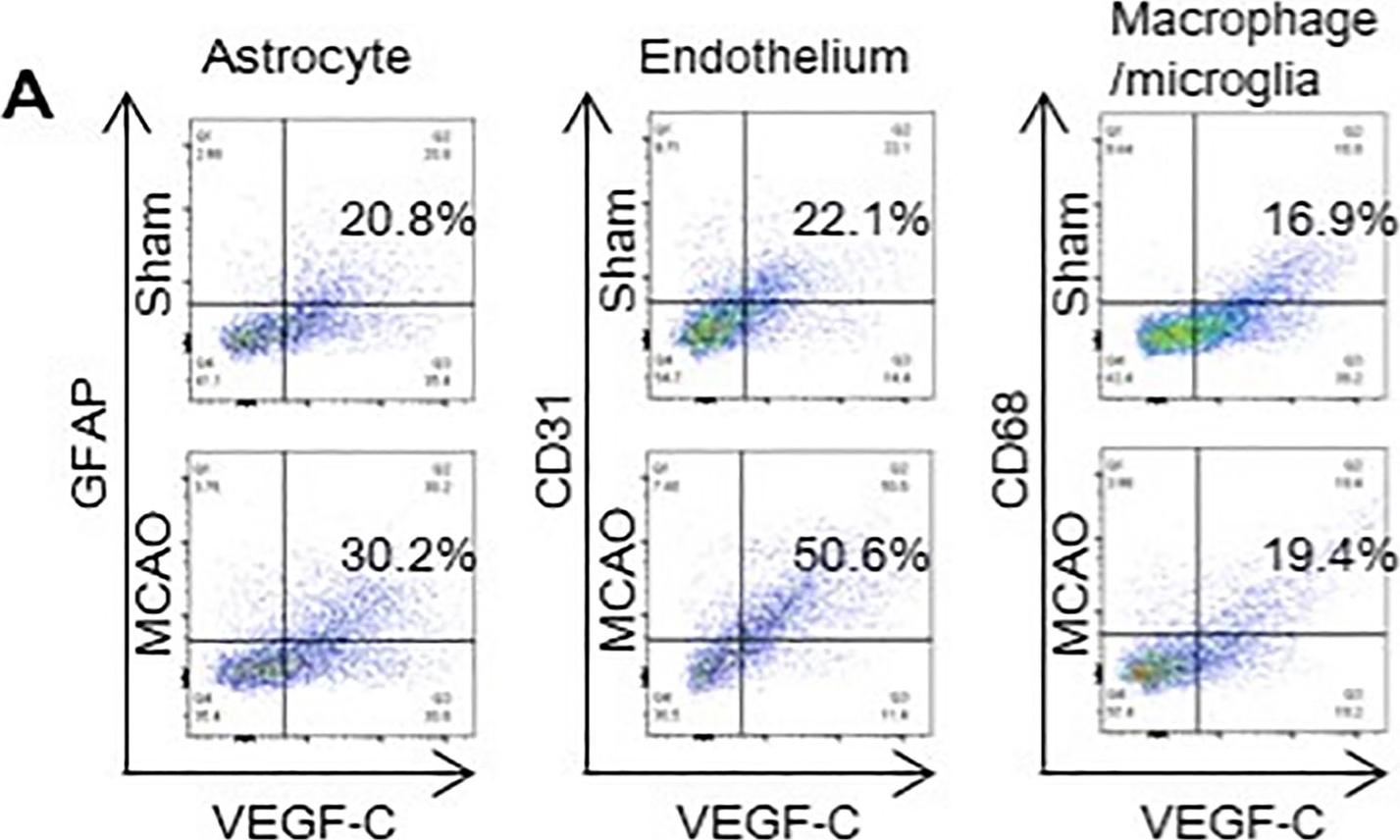 Fig.1.A showing Flow cytometry/Cell sorting in a Rattus norvegicus (Rat) sample from the publication: Meningeal lymphatic-associated brain swelling in acute stroke.