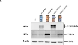 Fig.1.B showing Western Blotting from the publication: Differential Contribution of N- and C-Terminal Regions of HIF1α and HIF2α to Their Target Gene Selectivity.
