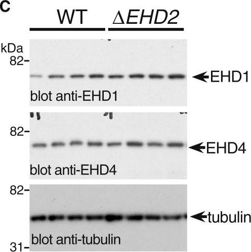 Fig.3.C showing Western Blotting in a Homo sapiens (Human) sample from the publication: EHD Proteins Cooperate to Generate Caveolar Clusters and to Maintain Caveolae during Repeated Mechanical Stress.