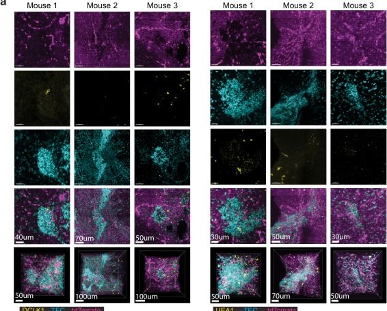 Fig.7.A showing Immunocytochemistry-immunofluorescence from the publication: Age-related epithelial defects limit thymic function and regeneration.