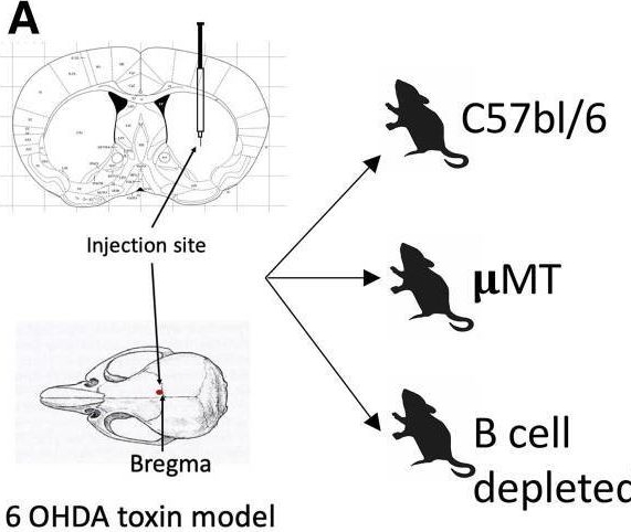 Fig.7.A from the publication: B lymphocyte responses in Parkinson's disease and their possible significance in disease progression.