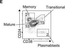 Fig.1.E showing Flow cytometry/Cell sorting in a Homo sapiens (Human) sample from the publication: Alterations in T and B cell function persist in convalescent COVID-19 patients.