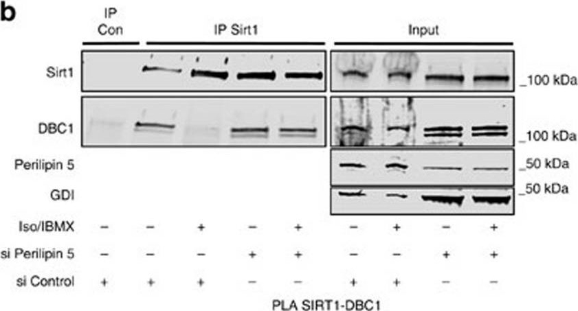 Nuclear Perilipin 5 integrates lipid droplet lipolysis with PGC-1α/SIRT1-dependent transcriptional regulation of mitochondrial function.