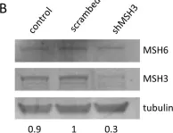 Fig.2.B showing Western Blotting from the publication: MSH3-deficiency initiates EMAST without oncogenic transformation of human colon epithelial cells.