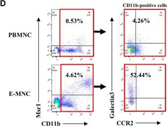 Fig.3.D showing Flow cytometry/Cell sorting in a Mus musculus (House mouse) sample from the publication: Effective-mononuclear cell (E-MNC) therapy alleviates salivary gland damage by suppressing lymphocyte infiltration in Sjögren-like disease.
