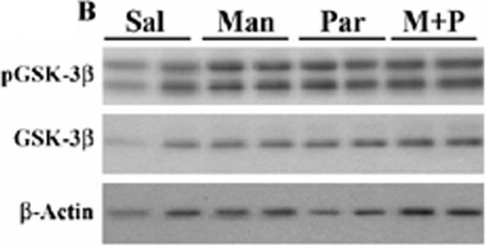 Fig.1.B showing Western Blotting from the publication: Paraquat, but not maneb, induces synucleinopathy and tauopathy in striata of mice through inhibition of proteasomal and autophagic pathways.