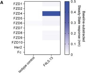 Fig.1.A from the publication: A Norrin/Wnt surrogate antibody stimulates endothelial cell barrier function and rescues retinopathy.