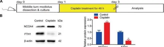 Fig.4.A showing Western Blotting in a Mus musculus (House mouse) sample from the publication: FOXO1-NCOA4 Axis Contributes to Cisplatin-Induced Cochlea Spiral Ganglion Neuron Ferroptosis via Ferritinophagy.